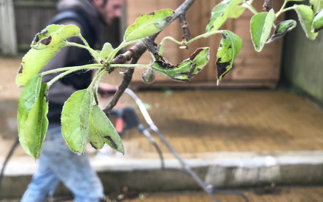 Patio and Decking Clean in London